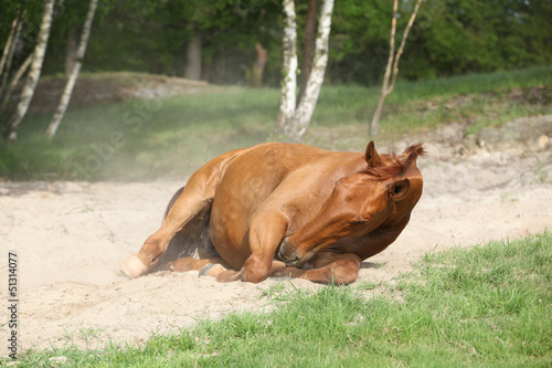 Fototapeta Naklejka Na Ścianę i Meble -  Chestnut horse rolling in the sand in hot summer