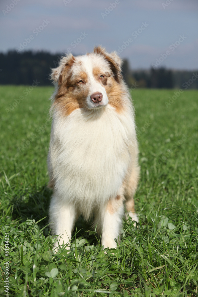 Beautiful australian shepherd in nature Beautiful australian shepherd in nature