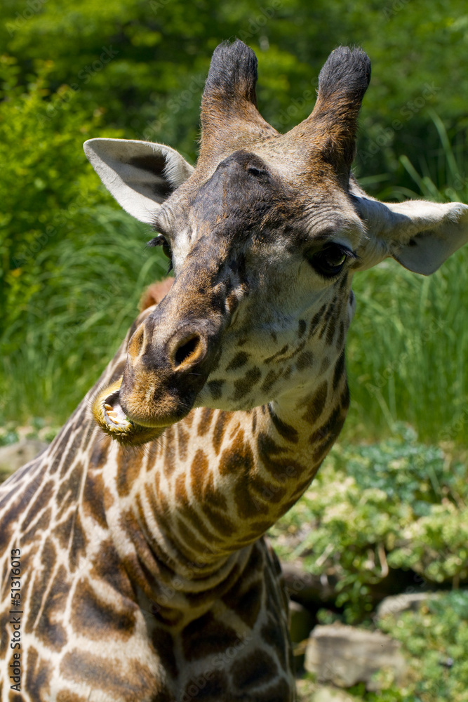 Obraz premium a close up shot of a giraffe outside eating