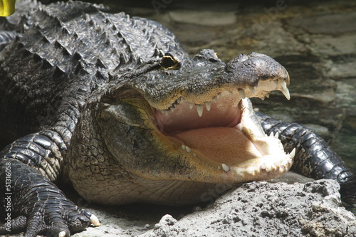 An alligator lying in the sand with his mouth open