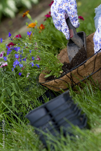 Fototapeta Naklejka Na Ścianę i Meble -  gardener pours soil into hanging basket