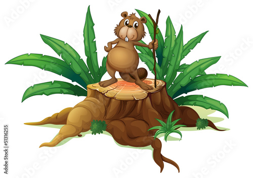 A squirrel above a trunk