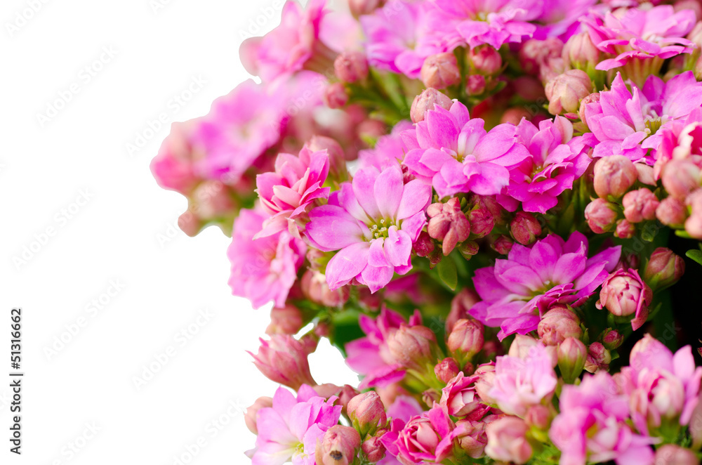 Fototapeta premium Flaming Katy flower isolated on white background