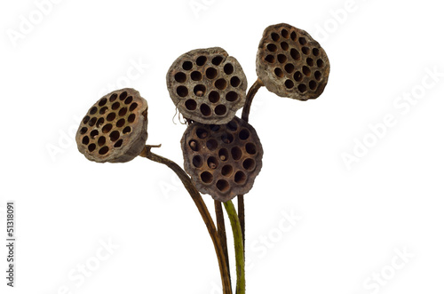 Fototapeta Naklejka Na Ścianę i Meble -  Old lotus pod isolated on white background