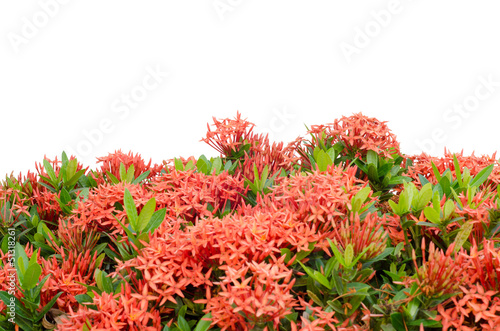 Fototapeta Naklejka Na Ścianę i Meble -  Ixora  flower isolated on white background