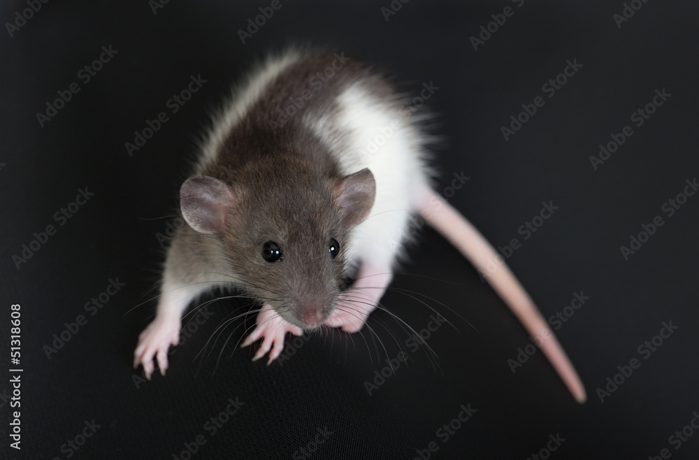 portrait of a small domestic rat portrait of a small domestic rat