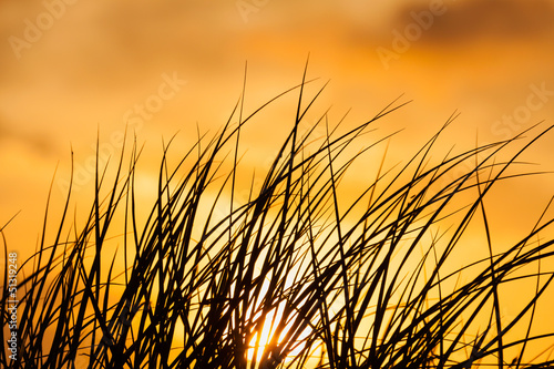 ammophila in golden light