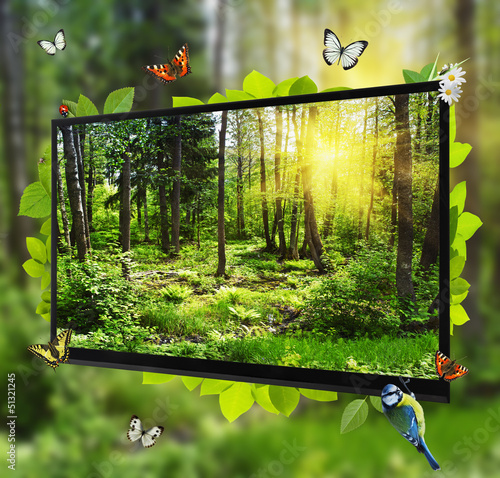 Forest Life shows on the TV screen