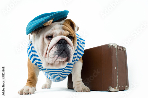 Fototapeta Naklejka Na Ścianę i Meble -  Bulldog