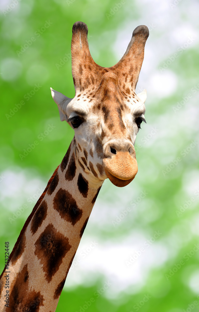 Obraz premium Giraffe on green background
