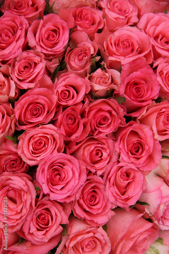 Group of pink roses