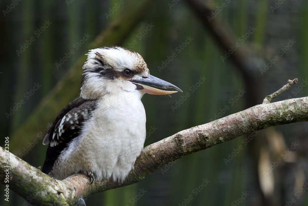 Fotografie Laughing Kookaburra, Dacelo novaeguineae