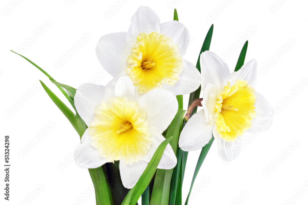 Beautiful spring flowers : narcissus (Daffodil). Beautiful spring flowers : narcissus (Daffodil).