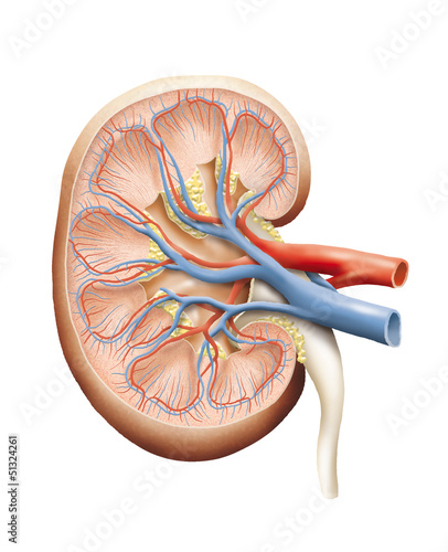 Human kidney (Niere Mensch)