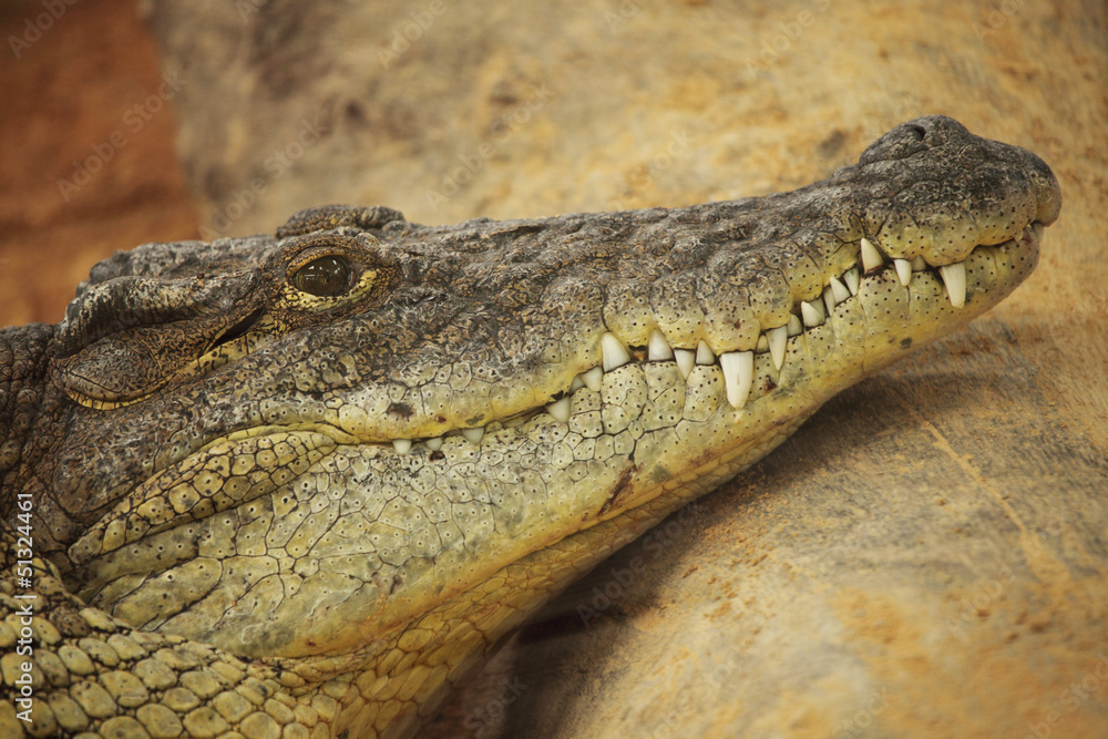 Picture of the head of an dangerous alligator Picture of the head of an dangerous alligator