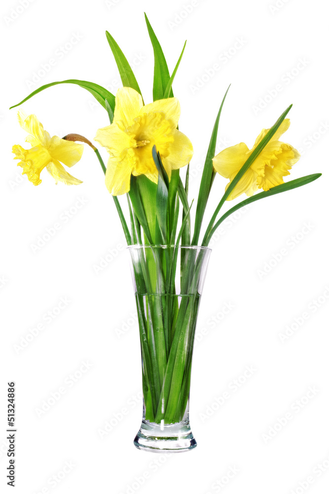 Beautiful spring flowers in vase: yellow narcissus (Daffodil). Beautiful spring flowers in vase: yellow narcissus (Daffodil).