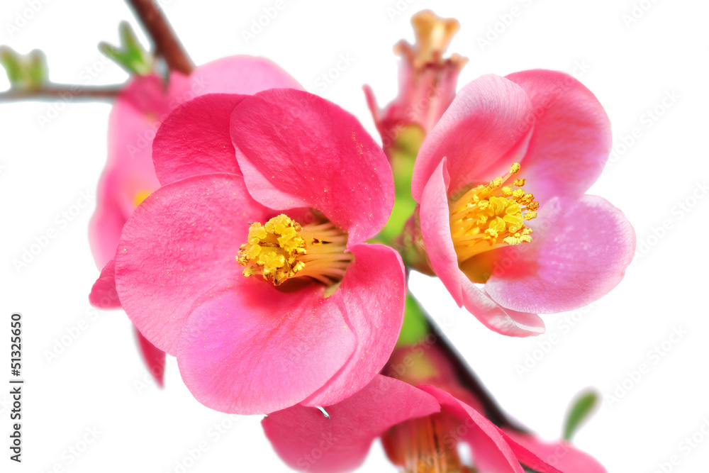 Flowers of Chaenomeles Japonica (Japanese Quince) blossoming. Flowers of Chaenomeles Japonica (Japanese Quince) blossoming.