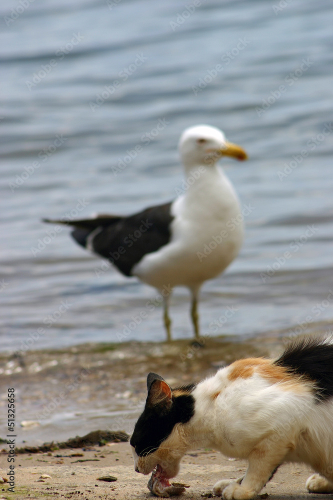 Seagull waiting for an opportunity Seagull waiting for an opportunity