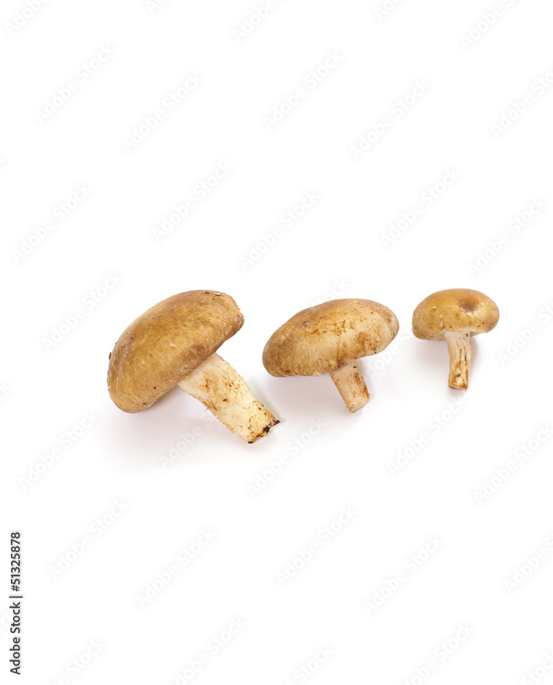 fresh mushroom champignon isolated on white background fresh mushroom champignon isolated on white background