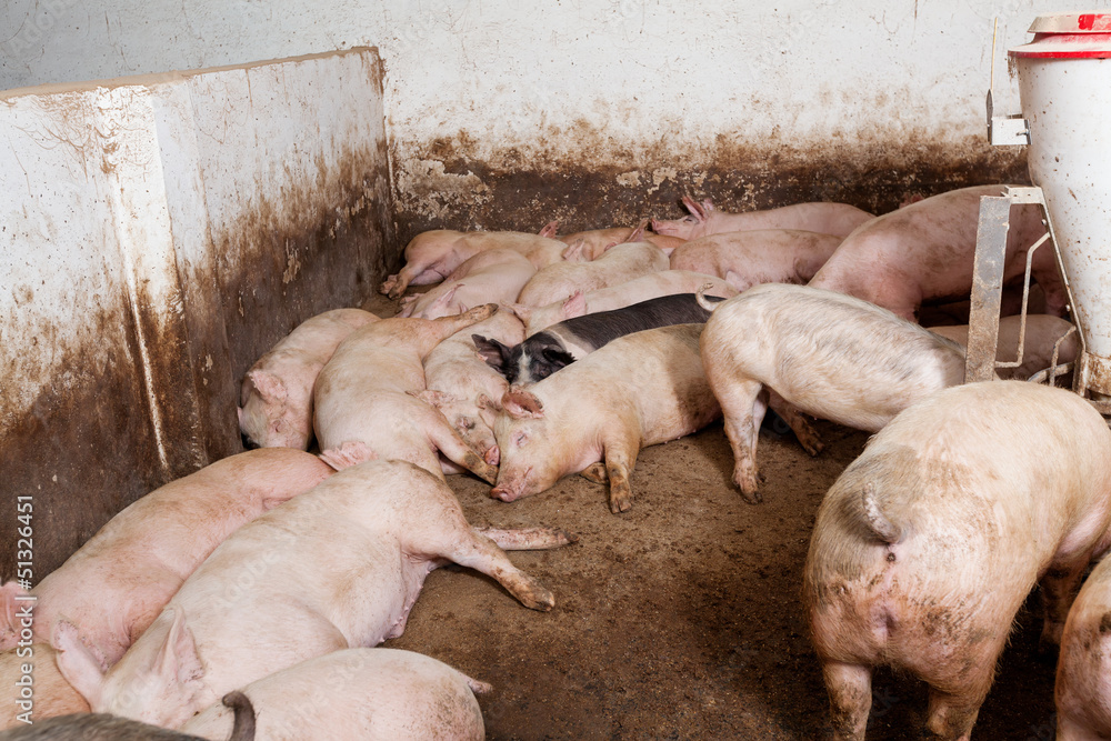 Pig farm Pig farm