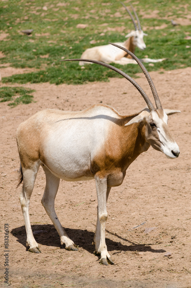 Scimitar-horned Orix in a zoo Scimitar-horned Orix in a zoo
