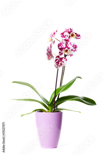 Fototapeta Naklejka Na Ścianę i Meble -  Orchidee