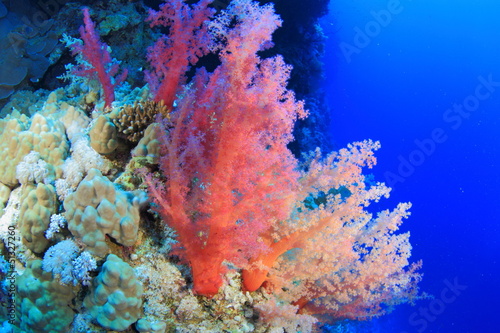 ELPHINSTONE REEF © underwaterstas