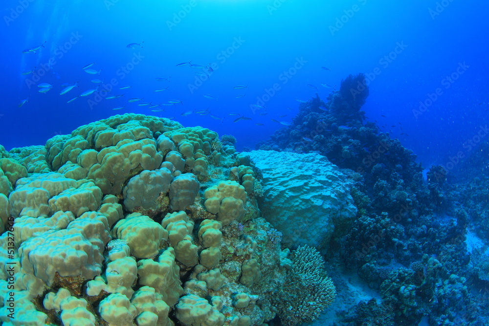 Obraz premium Marine Life in the Red Sea