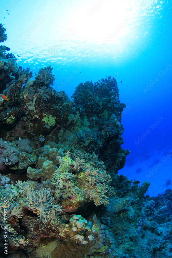 Fototapeta premium Marine Life in the Red Sea