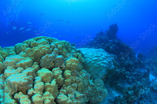 Marine Life in the Red Sea © underwaterstas
