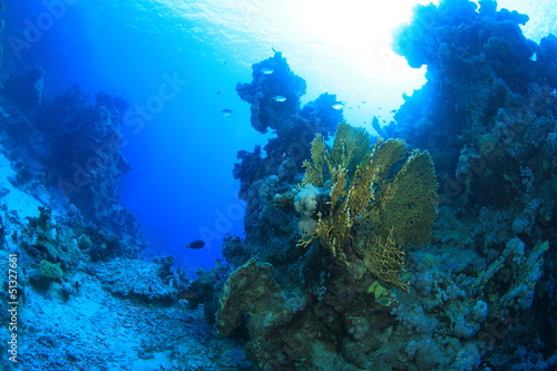 Fototapeta Naklejka Na Ścianę i Meble -  Marine Life in the Red Sea