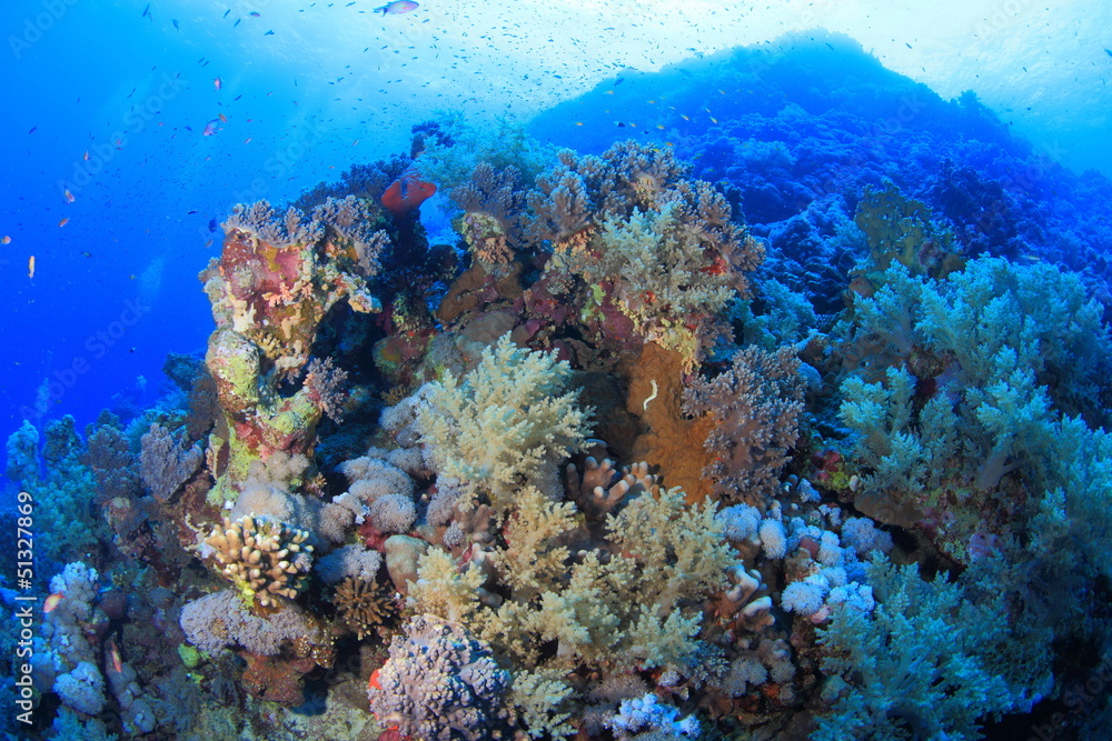 ELPHINSTONE REEF ELPHINSTONE REEF