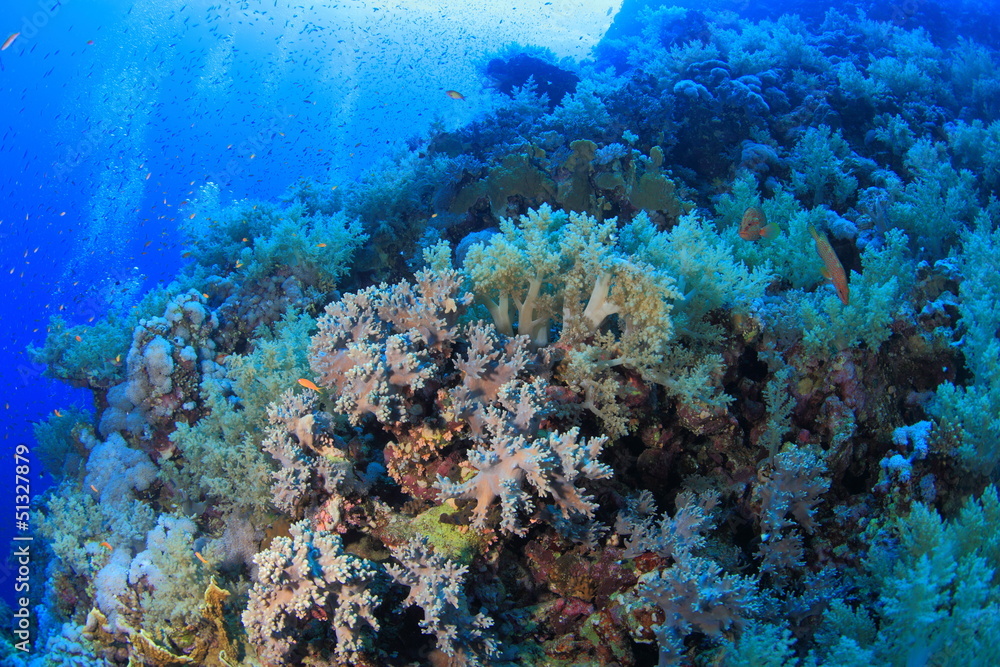 Naklejka premium ELPHINSTONE REEF