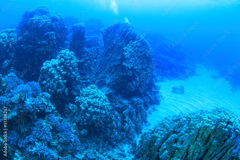 Fototapeta premium Marine Life in the Red Sea