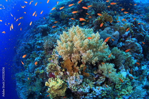 Fototapeta Naklejka Na Ścianę i Meble -  Marine Life in the Red Sea