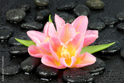 Fototapeta Naklejka Na Ścianę i Meble -  Tulipany na kamieniach do spa