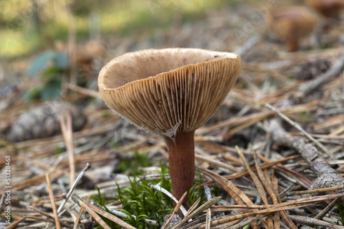 Brown mushroom in the forest at autumn