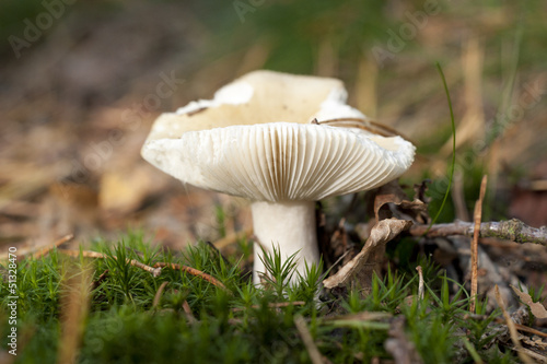White mushroom in the forest at autumn
