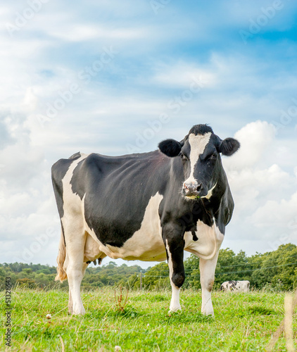 Cow in meadow © FrankBoston