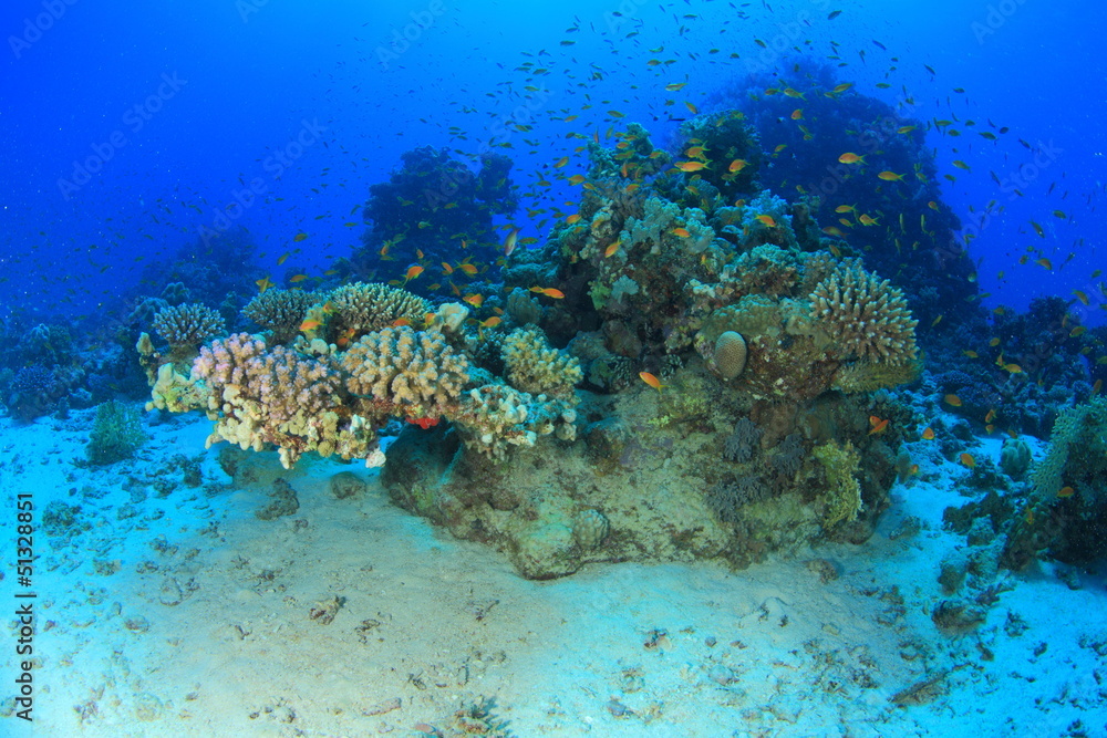 Fototapeta premium Marine Life in the Red Sea