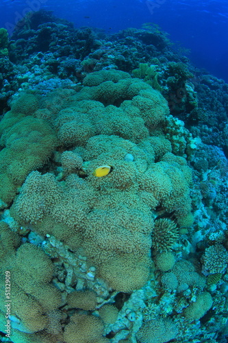 Marine Life in the Red Sea