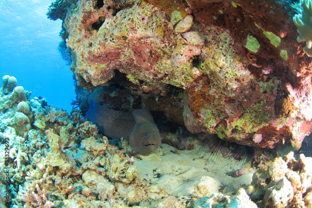 Marine Life in the Red Sea Marine Life in the Red Sea