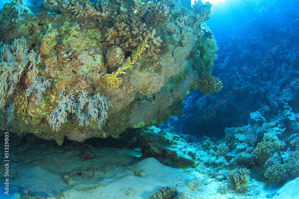 Obraz premium Marine Life in the Red Sea