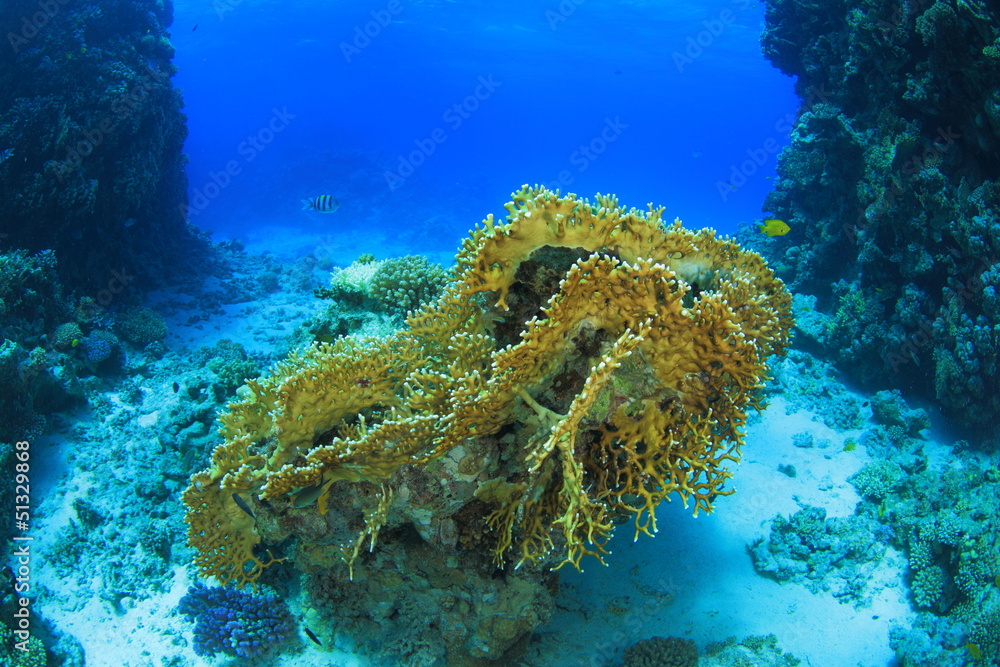 Naklejka premium Marine Life in the Red Sea