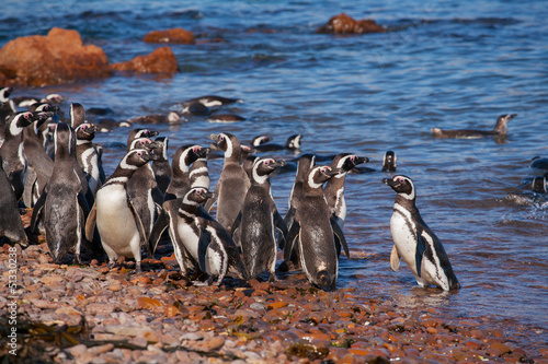 Magellanic penguin, Atlantic Coast, Patagonia, Argentina