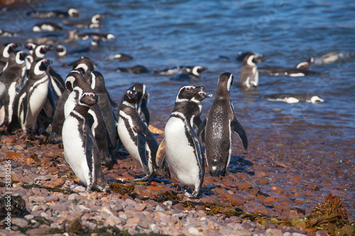 Magellanic penguin, Atlantic Coast, Patagonia, Argentina