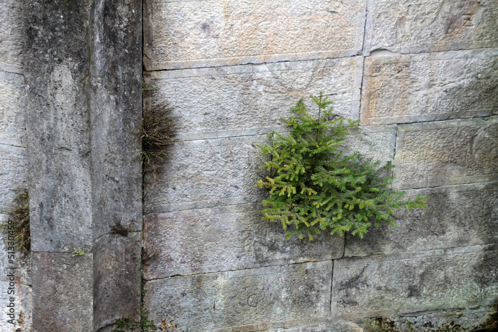 Extremer Standort eines Nadelbaums (wächst aus einer Mauer) Extremer Standort eines Nadelbaums (wächst aus einer Mauer)
