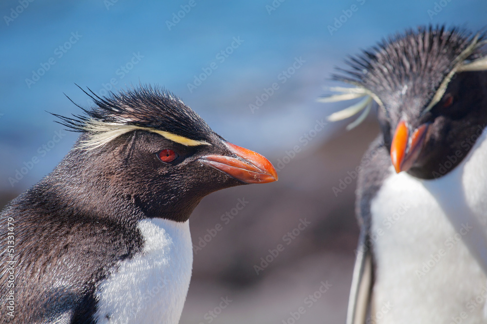 Naklejka premium Rockhopper penguin, Puerto Deseado, Patagonia, Argentina