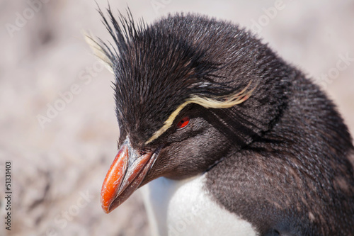 Rockhopper penguin, Puerto Deseado, Patagonia, Argentina
