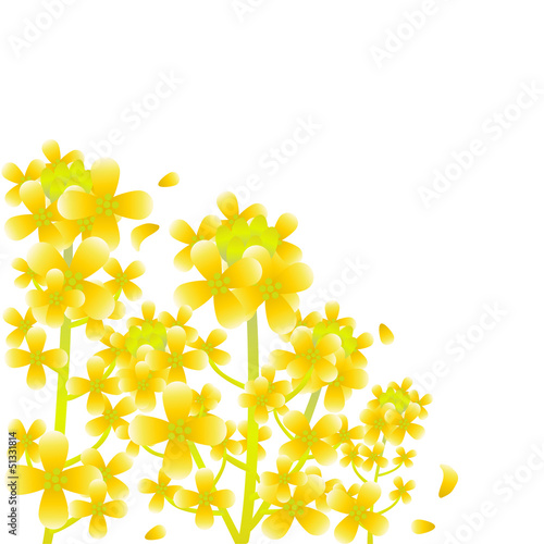 菜の花　コピースペースあり